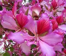 Bauhinia / Kachnar ( Camel's Foot / Orchid tree)