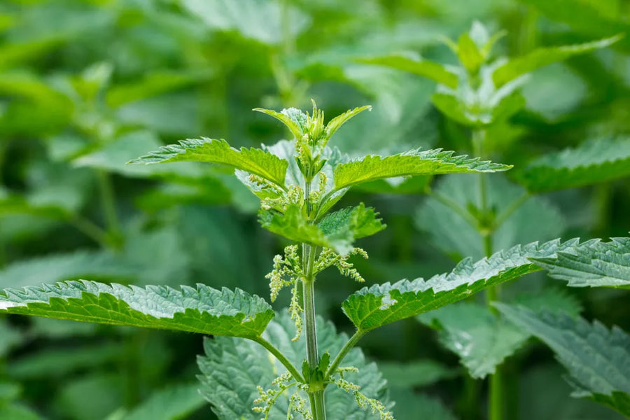 Stinging Nettle Benefits