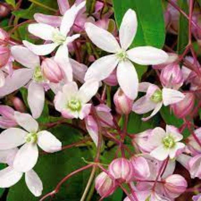 Fragrance Apple Flower CLA  50 mls