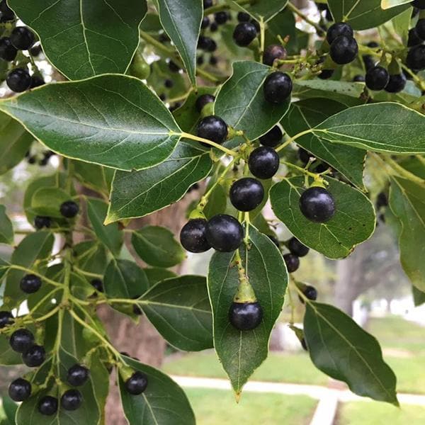 Fragrance Camphor 500 mls