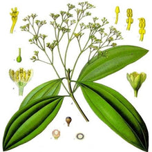 EO Cinnamon leaf Essential Oil 50ml