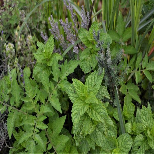 EO Peppermint Essential Oil  50 mls