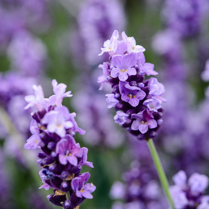 Fragrance Bulk Lavender CLA 250ml