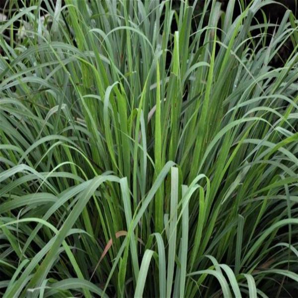 EO Lemongrass Essential Oil 1 Litre