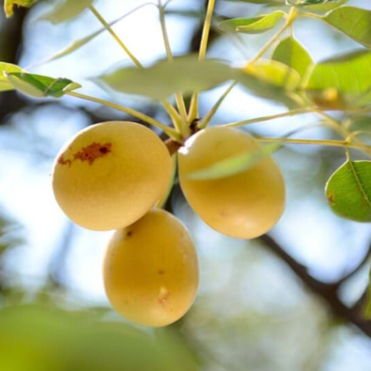 Fragrance Marula 10 mls