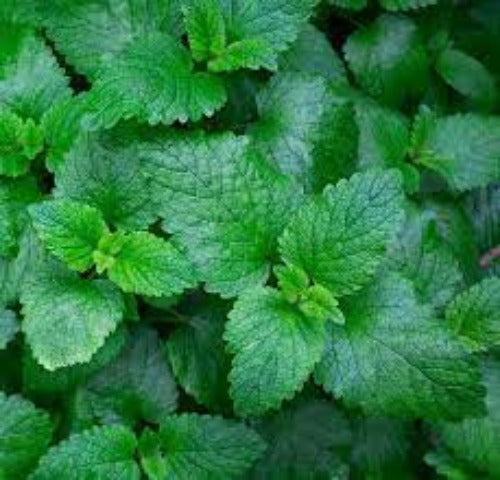 Fragrance Bulk Mint & Tea Tree Cooler  CLA 1litre