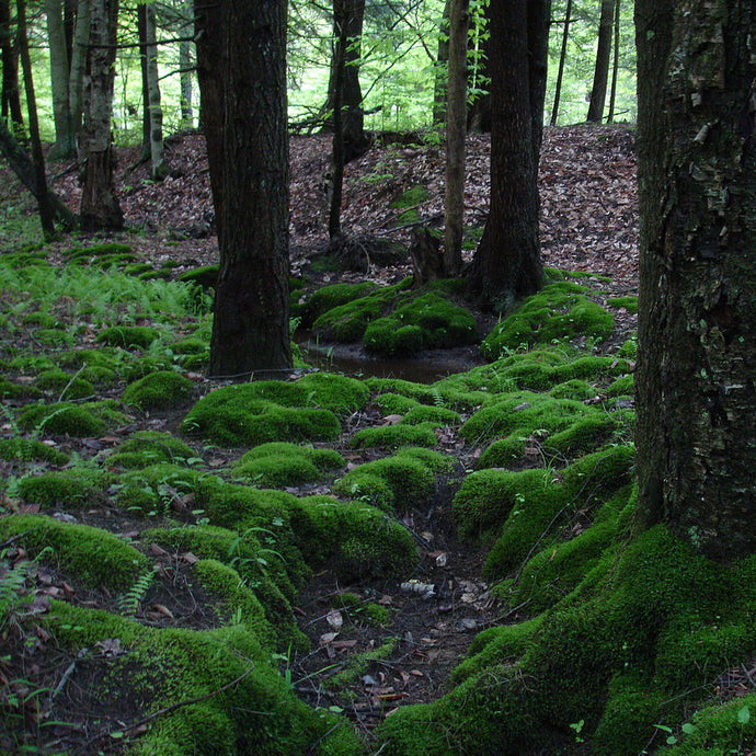 Fragrance Moss 10 mls