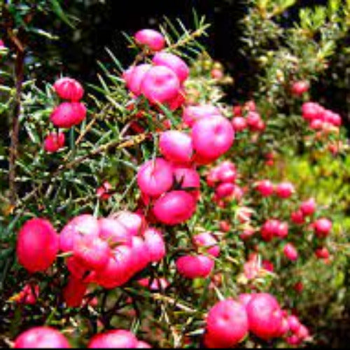Fragrance Mountain Berry 10 mls