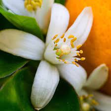 Fragrance Neroli 50mls