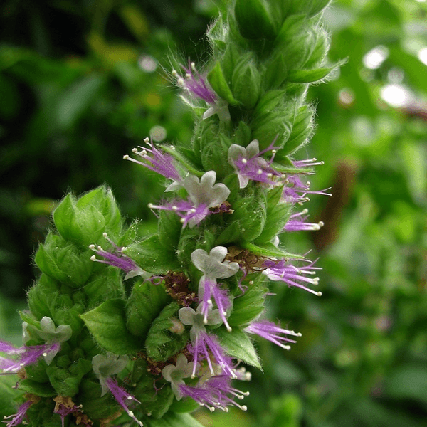 EO Patchouli Essential Oil  50 mls