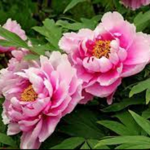 Fragrance Peony 10ml