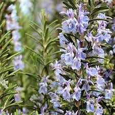 Fragrance Rosemary 500 mls
