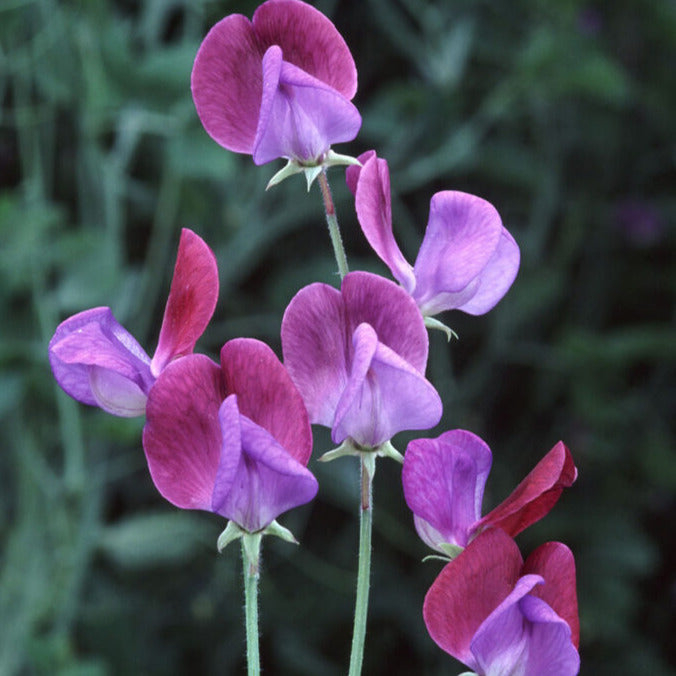 Fragrance Sweet Pea Vanilla 10 mls