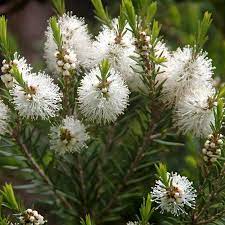 Fragrance Tea Tree 500 mls