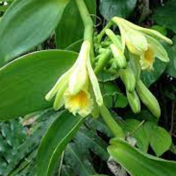 Vanilla Essential Oil  1 Litre