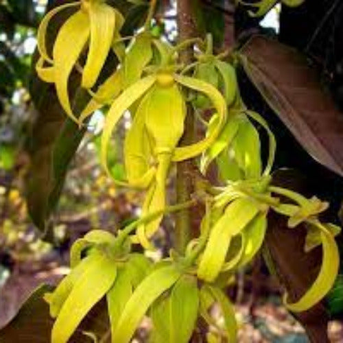 Fragrance Ylang Ylang Flora 10 mls