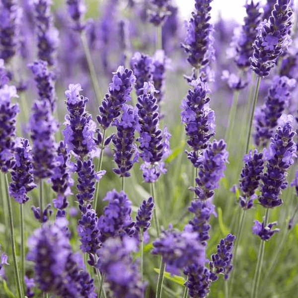 EO Lavender Essential Oil 20 mls