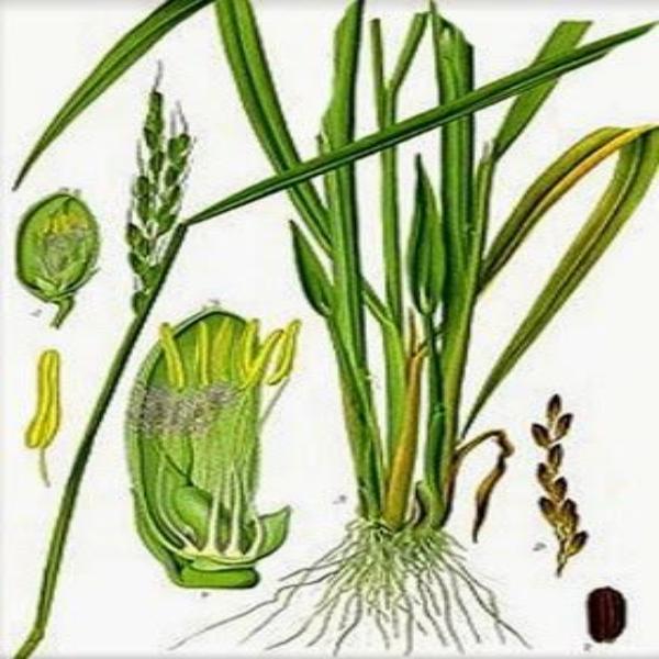 EO Lemongrass Essential Oil 50 mls