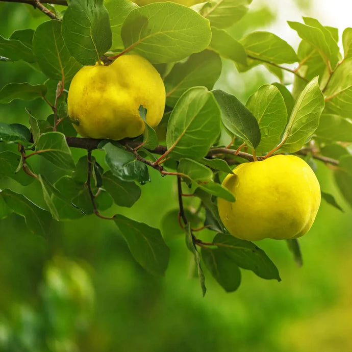 Fragrance Quince  10 ml