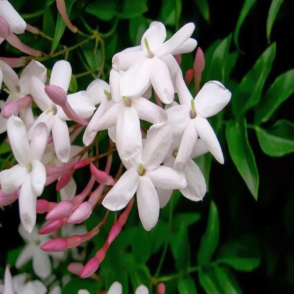 EO Jasmine in Jojoba Essential Oil  10 mls