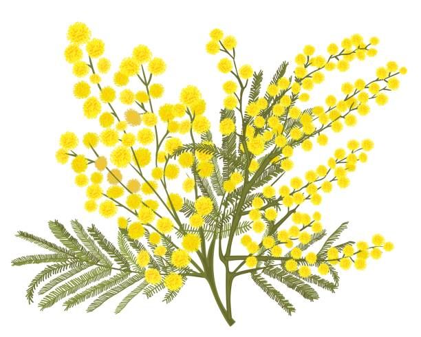Fragrance Bulk Acacia 500 mls