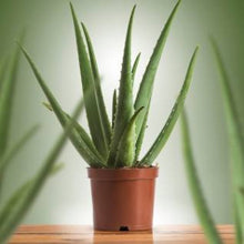 Fragrance Aloe Vera 10 mls