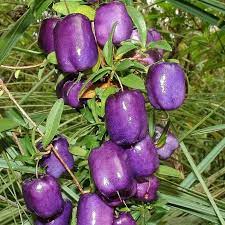 Fragrance Bulk Apple Berry 500 mls