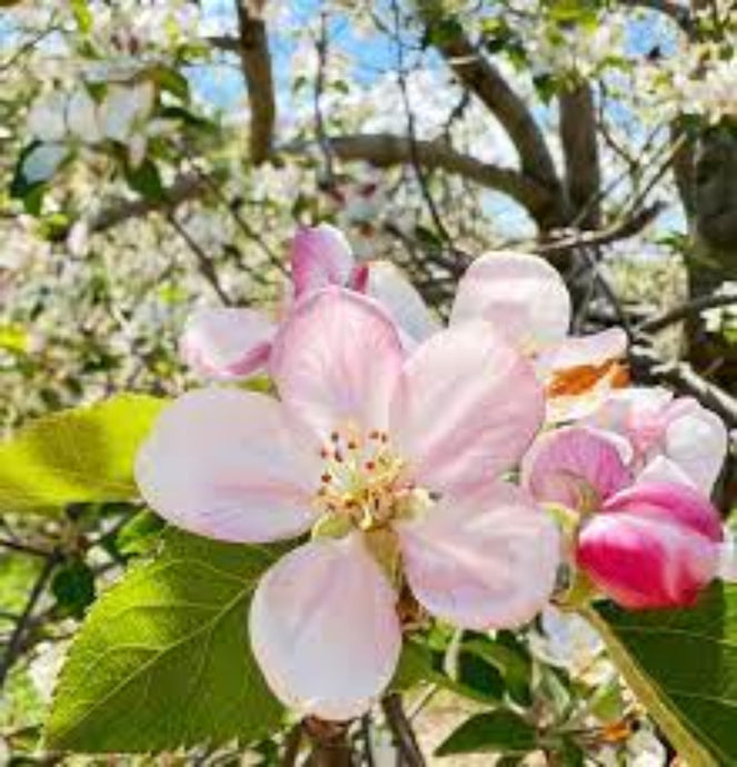 Fragrance Bulk Apple Blossom 500 mls