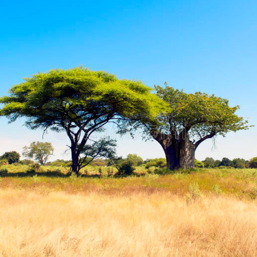 Fragrance Bulk Acacia & Baobab 500 mls