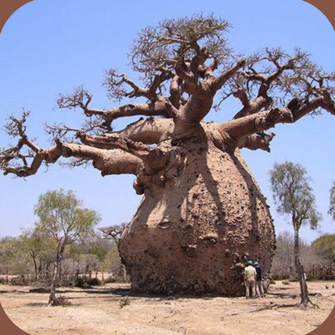 Fragrance Baobab 500 mls
