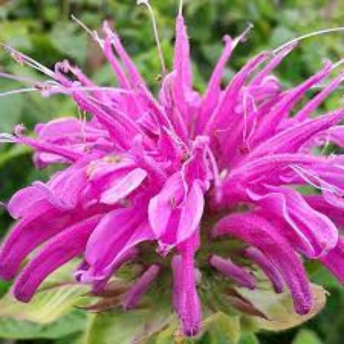Fragrance Bulk Dal Zenitude CLA 1 litre