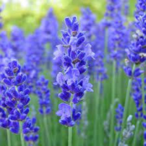 Fragrance Bulk Blue Lavender CLA 1 litre