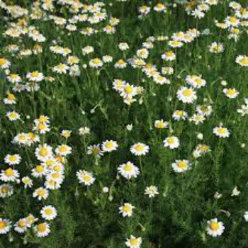 EO Roman Chamomile Essential Oil 10 mls