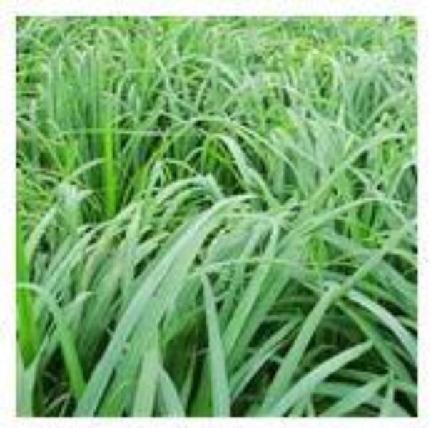 EO Citronella Essential Oil 10 mls