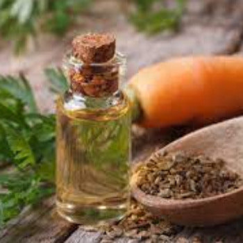 EO Carrot Extract Essential Oil 10 mls