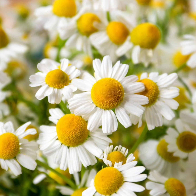 Fragrance Bulk Chamomile 500 mls