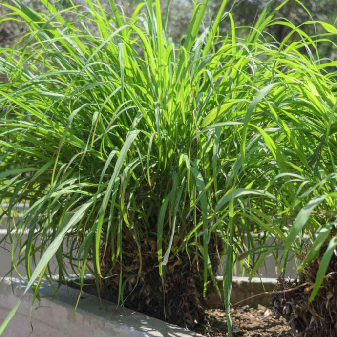 Fragrance Bulk Citronella 1 Litre