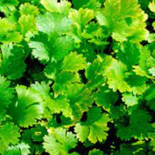 EO Coriander Essential Oil 10 mls