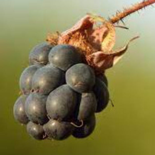 Fragrance Bulk Dewberry 500 mls