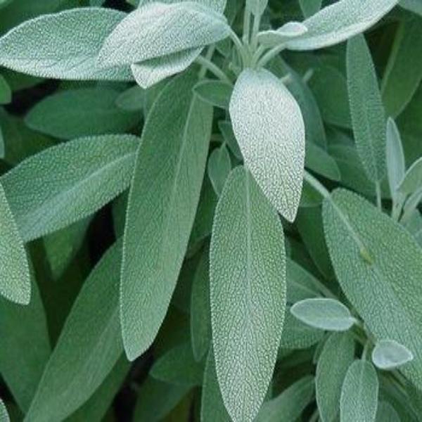 EO Sage Essential Oil 10 mls