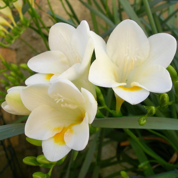 Fragrance Bulk Freesia 500 mls