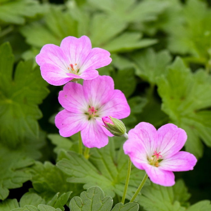 Fragrance Bulk Geranium 500 mls