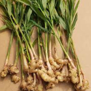 EO Ginger Essential Oil 10 mls