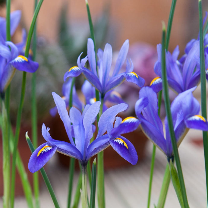 Fragrance Bulk Iris 500 mls