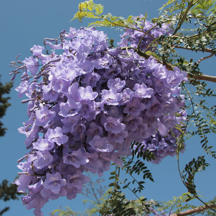 Fragrance Bulk Jacaranda 500 mls