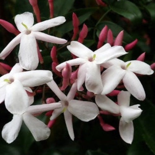 Fragrance Bulk Jasmine CLA 1 litre