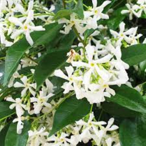 Fragrance Bulk Jasmin 500 ml