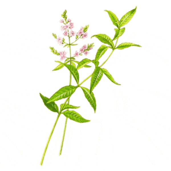 EO Lemon Verbena Essential Oil 100 mls