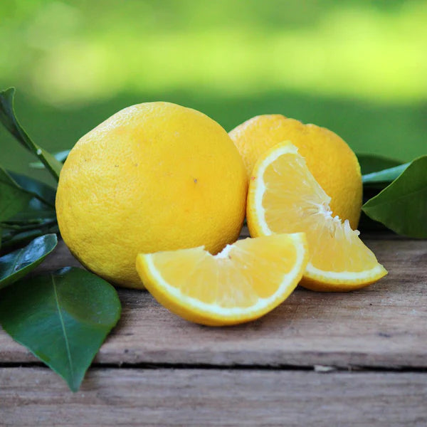 Fragrance Bulk Lemon Bleach CLA 1 litre