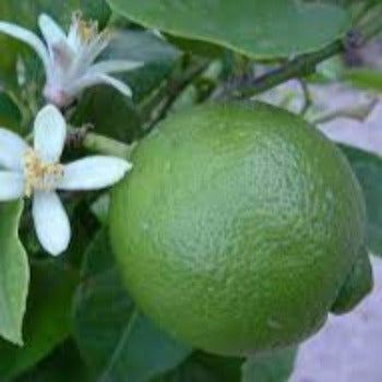 EO Lime Essential Oil  10 mls